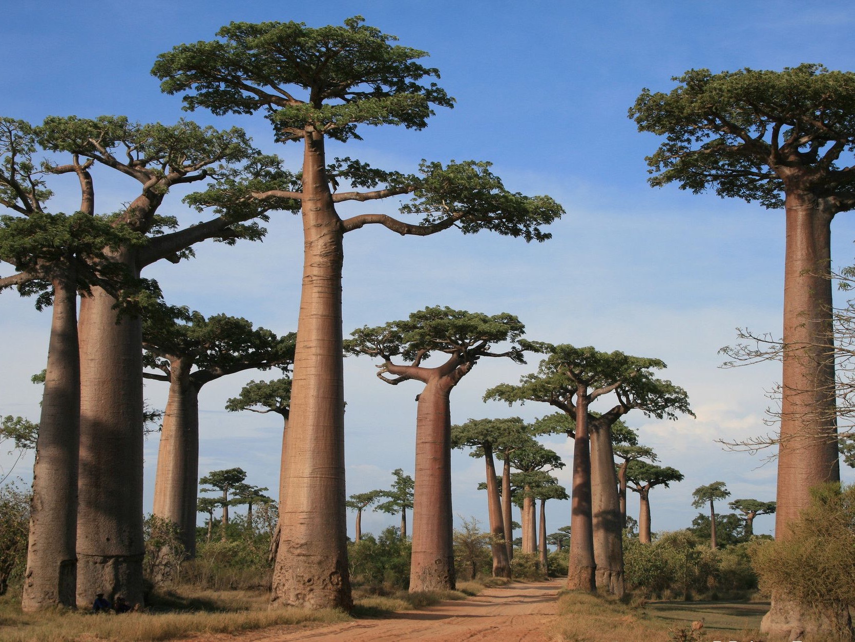 Odoo - Echantillon n°1 pour trois colonnes 
